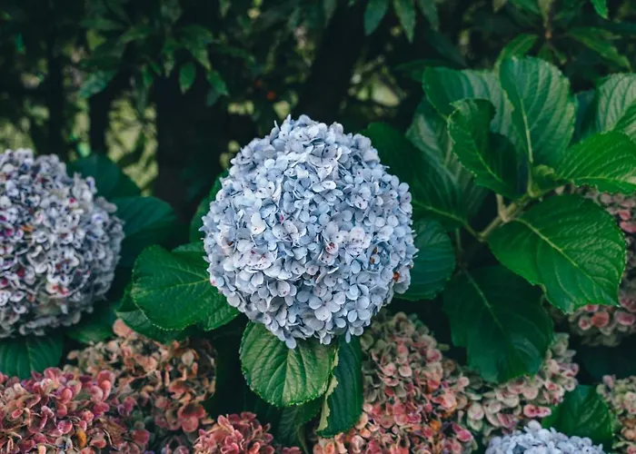 Quinta Do Vale Kır Evi *